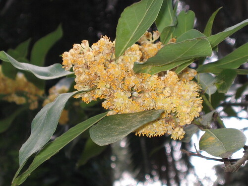 Laurus nobilis