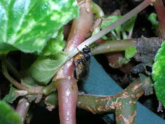 Psen erythropoda
