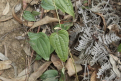 Smilax tomentosa