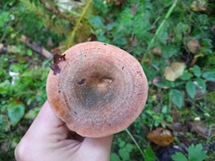 Lactarius aestivus
