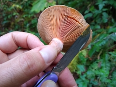 Lactarius aestivus