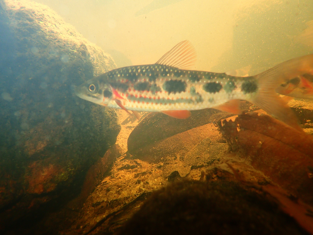 Leporinus granti