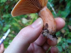 Lactarius aestivus