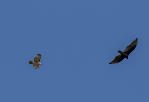 Turkey Vulture photographed in Louisiana