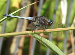 Orthetrum glaucum