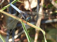Orthetrum glaucum