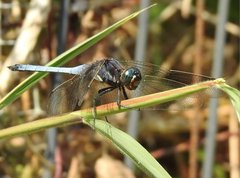 Orthetrum glaucum