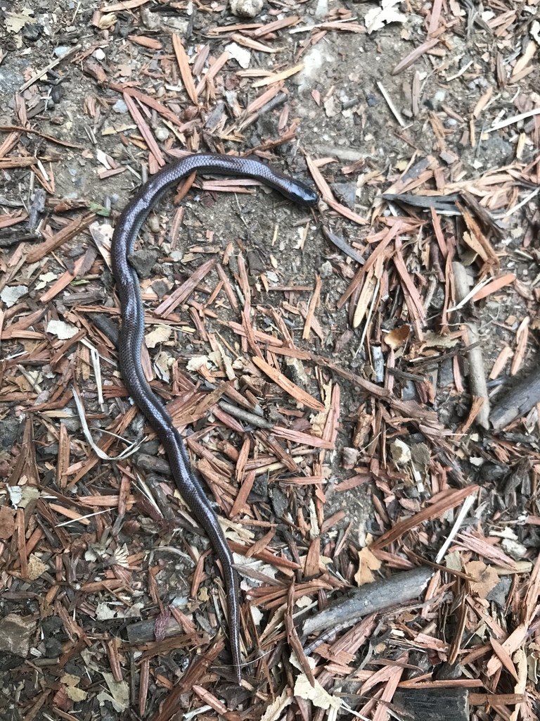 Forest Sharp-tailed Snake