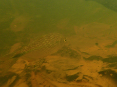Twospot Astyanax photo 5