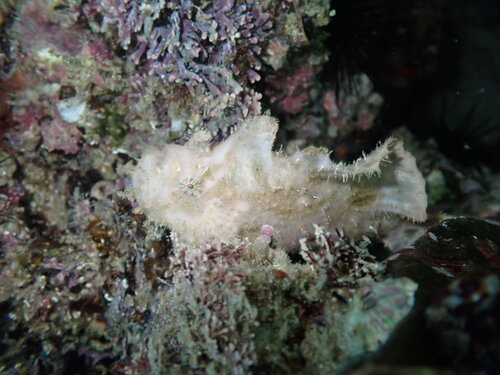 Bloody frogfish (Antennatus sanguineus) — Antennariidae — 4