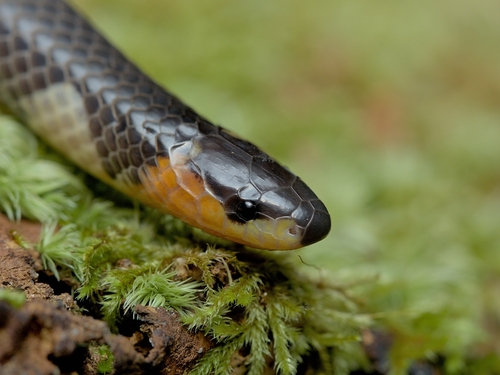 Basin Ground Snake