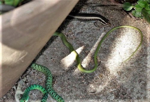 African Striped Skink, Marloth Park, South Africa, photo 7 of 10