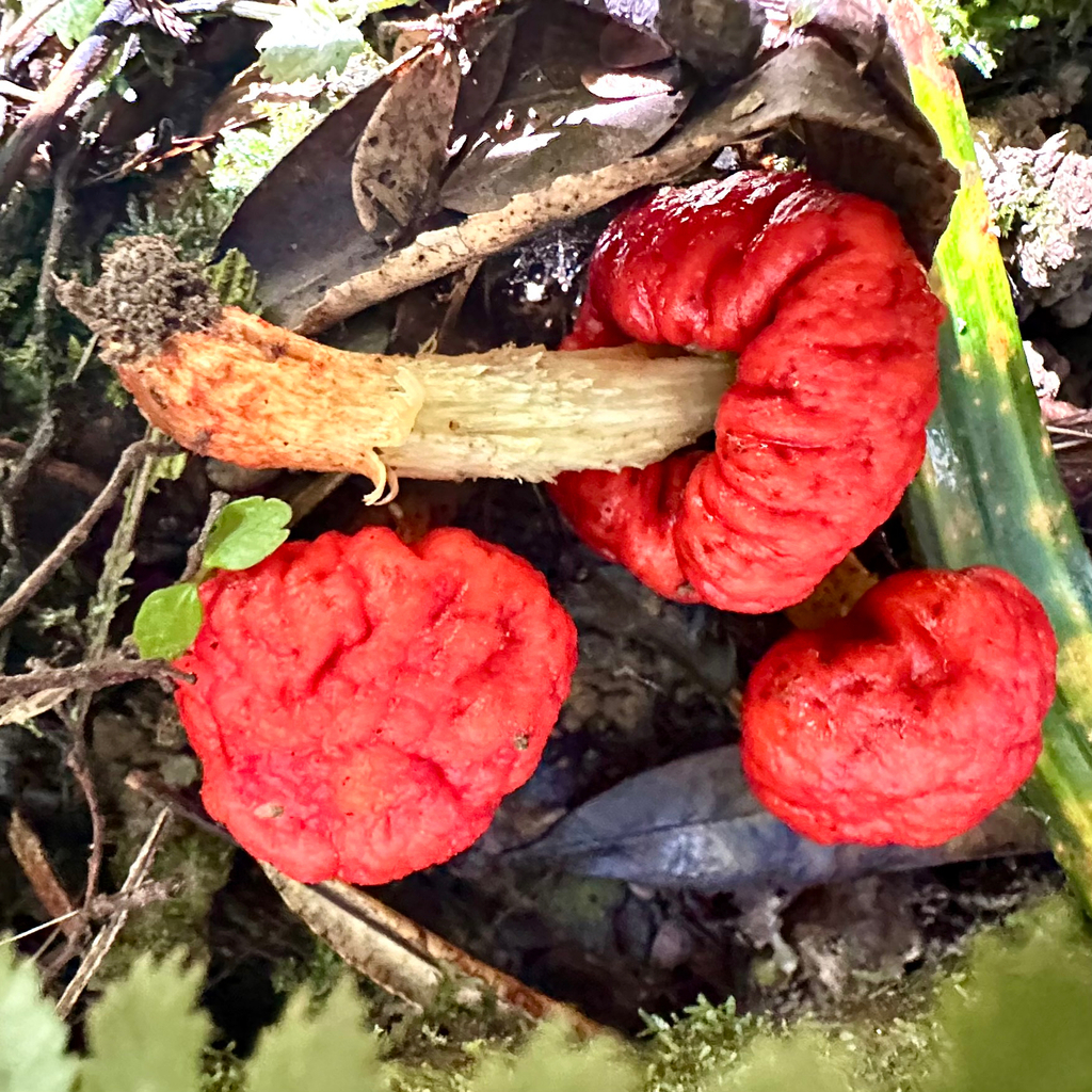 Leratiomyces erythrocephalus · August 2025 · photo: © tom_beard (iNaturalist, cc-by)