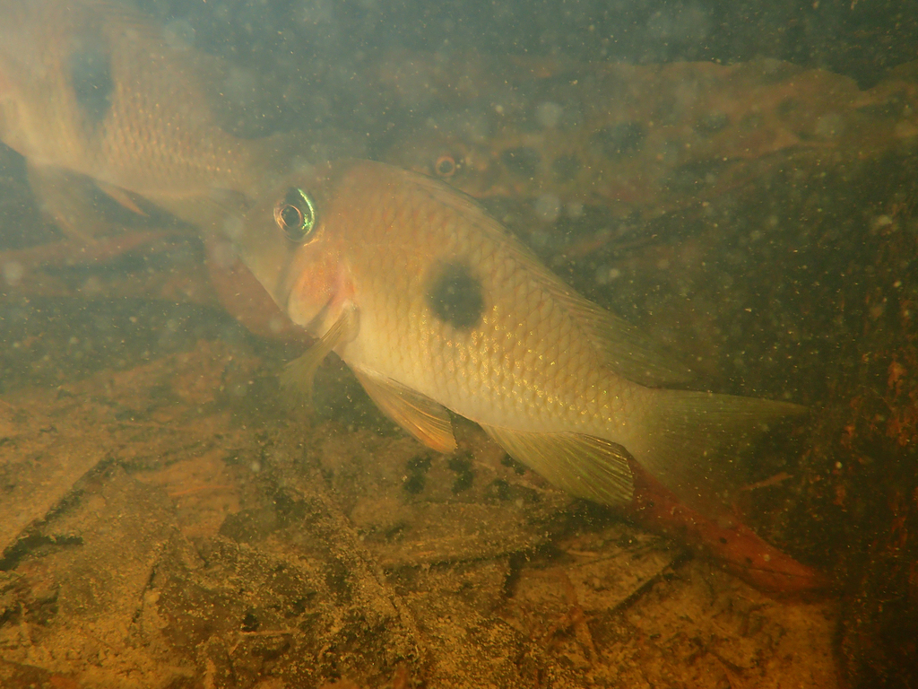 Guyana-cichlide (Guianacara owroewefi) — Cichlidae