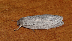 Agriophara cinderella