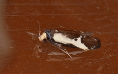 Cosmaresta placochorda