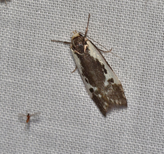 Cosmaresta placochorda
