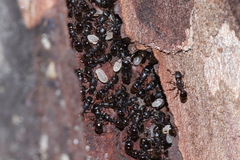 Temnothorax schaumii