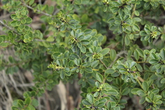 Ilex kunthiana