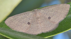 Poecilasthena anthodes