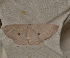 Poecilasthena anthodes