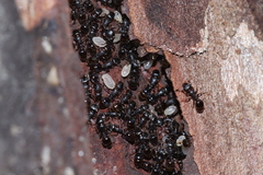 Temnothorax schaumii