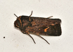 Proteuxoa bistrigula