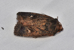 Proteuxoa bistrigula
