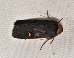 Proteuxoa cinereicollis