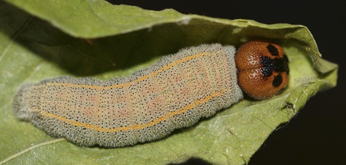 White-striped Longtail