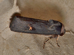 Proteuxoa cinereicollis