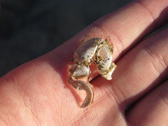 Blepharipoda occidentalis