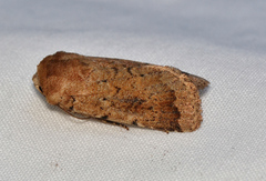 Proteuxoa porphyrescens
