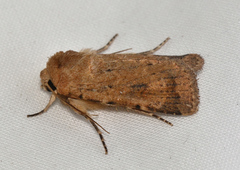 Proteuxoa porphyrescens
