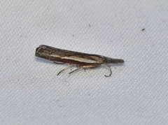 Ptochostola microphaeellus