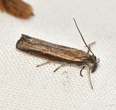 Ptochostola microphaeellus