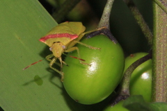 Thyanta pallidovirens