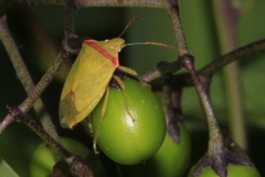 Thyanta pallidovirens