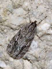 Scoparia emmetropis