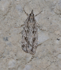 Scoparia emmetropis