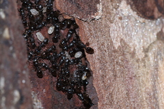 Temnothorax schaumii