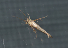 Stathmopodidae
