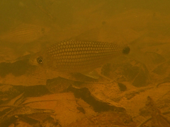 Cyphocharax helleri