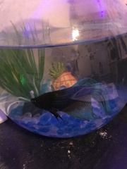 Betta