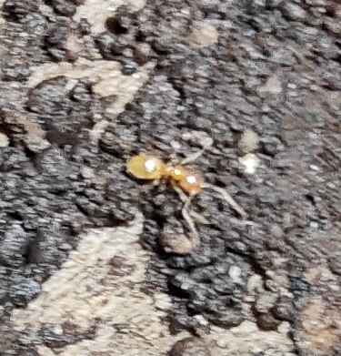 Nylanderia microps