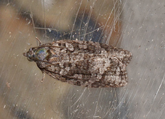 Thrincophora signigerana