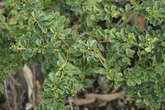 Ilex kunthiana