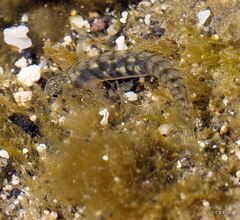 Kelloggella oligolepis