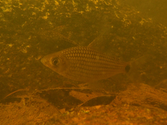 Cyphocharax helleri