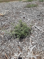 Cullen australasicum